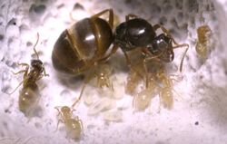 Lasius flavus eli keltiäinen
