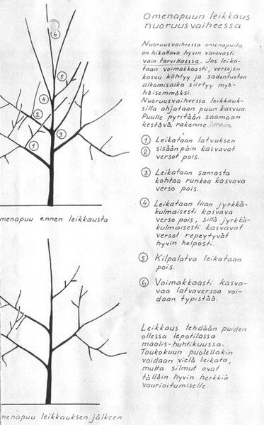 Tiedosto:Skanni0036 2.jpg