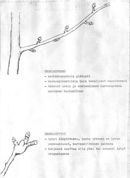 Tiedosto:Skanni0037 2.jpg