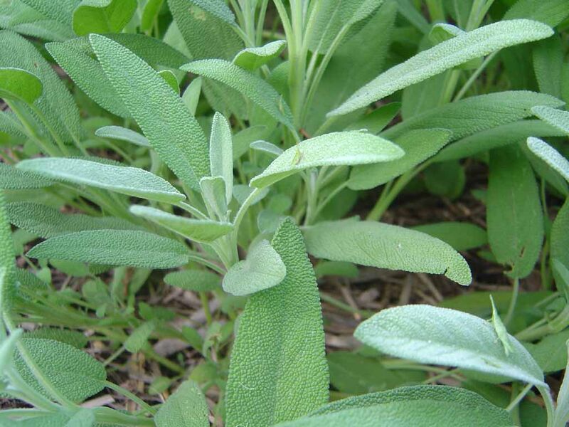 Tiedosto:Salvia 1.jpg
