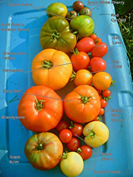 Tiedosto:Tomaatti lajikkeet.jpg